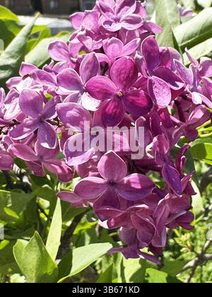 Gros plan vibrant de fleurs de lilas en fleurs avec de riches pétales magenta et des feuilles vertes fraîches. Vibrante Violet Lilas fleurs en Bloom.Macro photo de Vivid Banque D'Images