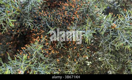 Gros plan de Evergreen Shrub avec Orange Buds. Gros plan d'une branche de cyprès recouverte de pollen avec des cônes orange et une fine structure persistante Banque D'Images