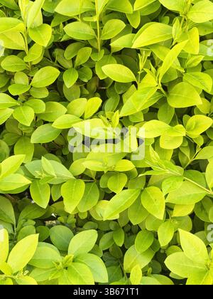 Lush Green Leaves arrière-plan délicates feuilles vertes disposées dans un motif naturel rythmé créant une texture zen apaisante idéale pour les arrière-plans et Banque D'Images
