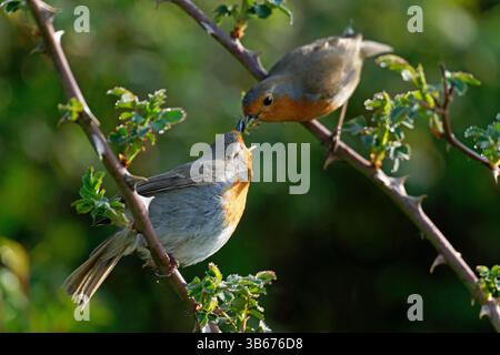 Le mâle nourrit la femelle Robin-Erithacus rubecula. La femelle supplie pour la nourriture comme un oiseau juvénile. Banque D'Images