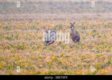 Cerf d'eau chinois (Bucks)-Hydropotes inermis afficher l'agressivité Banque D'Images