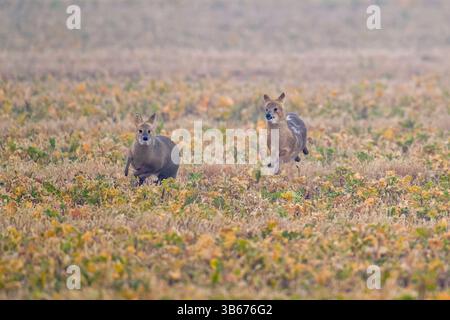 Cerf d'eau chinois -Hydropotes inermis afficher l'agressivité Banque D'Images