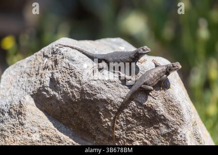 Deux lézards de la chaîne Coast Range, adultes mâles et femelles, se prélassant sur un rocher avec prudence. Mountain View, Californie. Banque D'Images