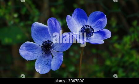 fleur d'anémone bleue en gros plan, se balançant dans le vent Banque D'Images