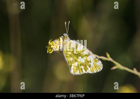 Repos de White dappled oriental (Euchloe ausonia) à Kas, Turkiye Banque D'Images