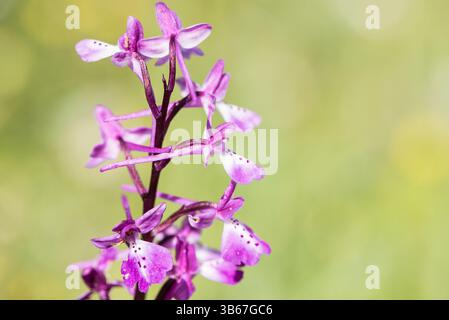 Orchidée anatolienne fleurie (Orchis anatolica) sur la montagne Assos à Turkiye Banque D'Images