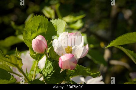Détails de belles fleurs de pomme blanches et roses Banque D'Images