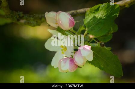 Détails de belles fleurs de pomme blanches et roses Banque D'Images