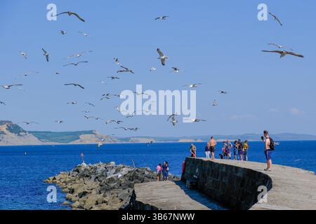 Lyme Regis, Dorset, Royaume-Uni. 3 mai 2025. Les mouettes affluent autour des visiteurs sur le Cobb historique à Lyme Regis dans le Dorset. Crédit : Tom Corban/Alamy Live News Banque D'Images