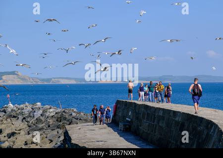 Lyme Regis, Dorset, Royaume-Uni. 3 mai 2025. Les mouettes affluent autour des visiteurs sur le Cobb historique à Lyme Regis dans le Dorset. Crédit : Tom Corban/Alamy Live News Banque D'Images