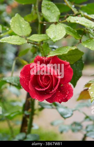 gros plan de rose rouge vif avec des gouttelettes d'eau dans le jardin, symbole de l'amour et de l'affection, belle floraison en flou doux avec espace de copie Banque D'Images