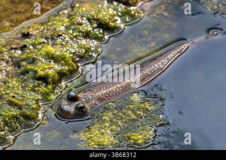 Quatre yeux à grande échelle (Anableps anableps), espèce de poisson à quatre yeux originaire des eaux douces et saumâtres du nord de l'Amérique du Sud et de Trinidad Banque D'Images