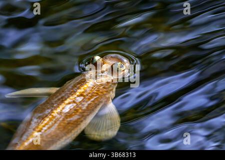 Quatre yeux à grande échelle (Anableps anableps), espèce de poisson à quatre yeux originaire des eaux douces et saumâtres du nord de l'Amérique du Sud et de Trinidad Banque D'Images