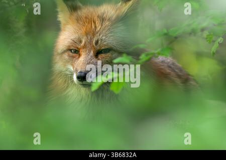 Gros plan du renard roux (Vulpes vulpes) regardant à travers les feuilles dans la forêt feuilletée au printemps Banque D'Images