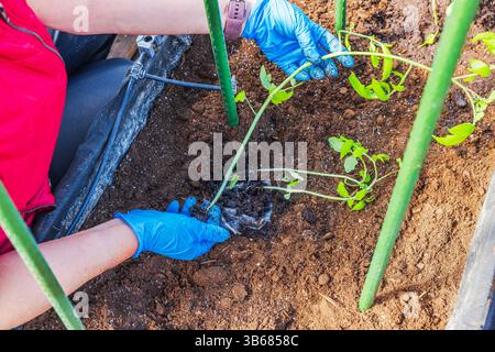 Vue rapprochée du jardinier plantant des plants de tomates dans le lit du sol en serre à l'aide de mailles biodégradables. Banque D'Images
