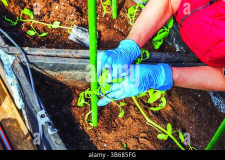 Vue rapprochée du jardinier attachant des plants de tomate pour soutenir le piquet à l'aide d'un clip dans le lit du sol de la serre. Banque D'Images