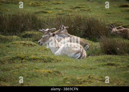 Groupe de cerfs en jachère reposant dans l'herbe sur une prairie dans la campagne anglaise. Deer Park, Sevenoaks, Royaume-Uni Banque D'Images