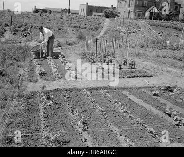 New York, New York. Victory Gardening à Forest Hills, Queens, 1944. Banque D'Images