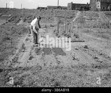 New York, New York. Victory Gardening à Forest Hills, Queens, 1944. Banque D'Images
