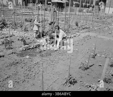 New York, New York. Victory Gardening à Forest Hills, Queens, 1944. Banque D'Images
