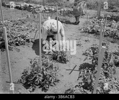 New York, New York. Victory Gardening à Forest Hills, Queens, 1944. Banque D'Images