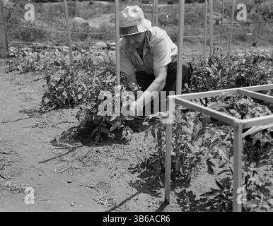 New York, New York. Victory Gardening à Forest Hills, Queens, 1944. Banque D'Images
