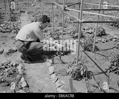 New York, New York. Victory Gardening à Forest Hills, Queens, 1944. Banque D'Images