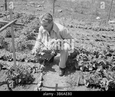 New York, New York. Victory Gardening à Forest Hills, Queens, 1944. Banque D'Images