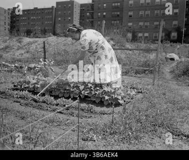 New York, New York. Victory Gardening à Forest Hills, Queens, 1944. Banque D'Images
