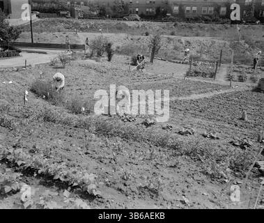 New York, New York. Victory Gardening à Forest Hills, Queens, 1944. Banque D'Images
