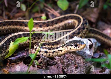 Un serpent jarretière oriental se couche dans la forêt. Caroline du Nord. Banque D'Images