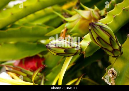 Gros plan d'une plante de cactus de libellule présentant plusieurs stades de croissance, de la fleur au portage de fruits. Banque D'Images