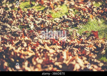 Une vue des feuilles d'automne recouvrant une pelouse herbeuse. Banque D'Images
