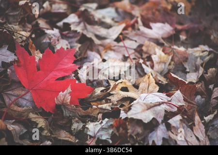 Une vue rapprochée d'une feuille d'érable rouge sur un tas de feuilles mortes pendant la saison d'automne. Banque D'Images