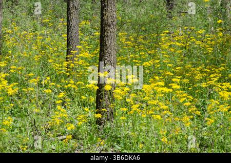 Roundleaf Ragwort, Packera obovata, dans une clairière boisée Banque D'Images
