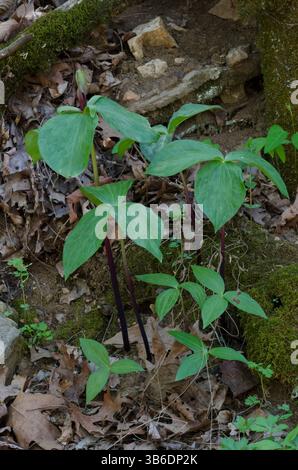 Tapertip Wakerobin, Trillium viridescens Banque D'Images