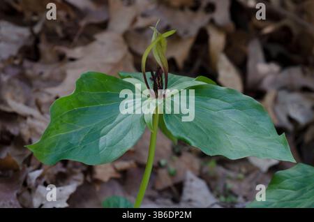Tapertip Wakerobin, Trillium viridescens Banque D'Images