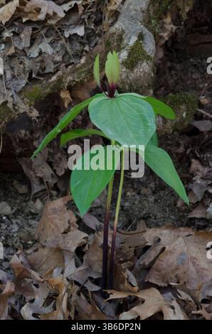 Tapertip Wakerobin, Trillium viridescens Banque D'Images
