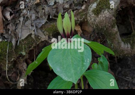 Tapertip Wakerobin, Trillium viridescens Banque D'Images