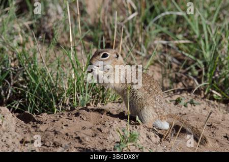 Écureuil tacheté, Xerospermophilus spilosoma, alimentation mâle Banque D'Images