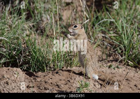 Écureuil tacheté, Xerospermophilus spilosoma, alimentation mâle Banque D'Images