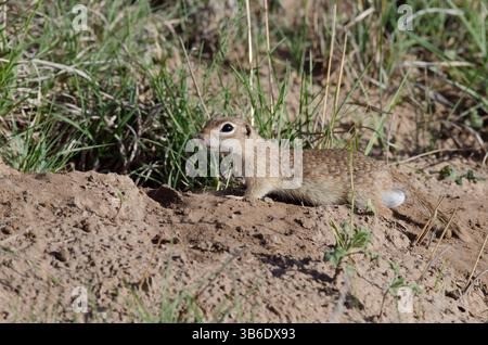 Écureuil tacheté, Xerospermophilus spilosoma, mâle Banque D'Images