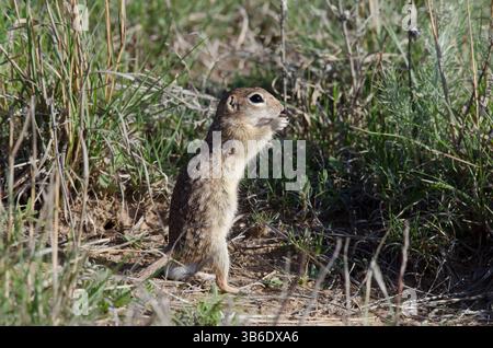 Écureuil tacheté, Xerospermophilus spilosoma, alimentation mâle Banque D'Images