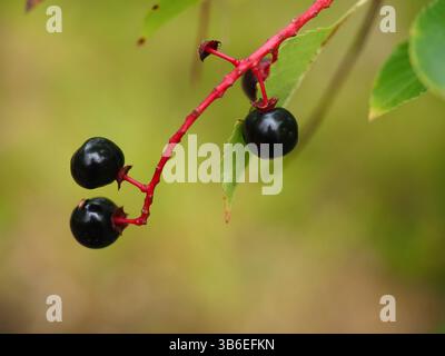 Cerises noires mûres dans une forêt d'automne, Szczecin, Pologne Banque D'Images