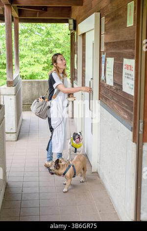 Dans un parc verdoyant un matin d'été, une japonaise de 30 ans promène deux bouledogues français. Elle ouvre une porte tandis que les chiens attendent calmement à côté d'elle Banque D'Images