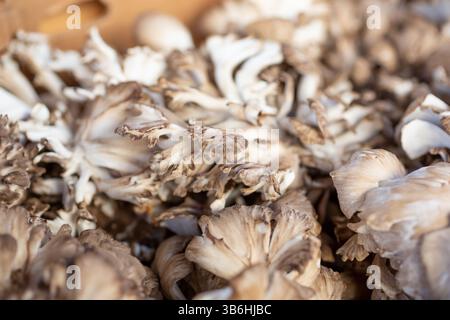 Gros plan d'une boîte pleine de champignons maitake exposée sur un marché fermier local. Banque D'Images