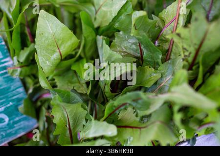 Une vue rapprochée de plusieurs grappes de pissenlits verts frais exposés sur un marché fermier local. Banque D'Images