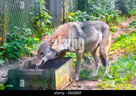 Dangereux loup mange derrière une clôture dans la nature sauvage dans le parc national de Bielaviezskaja Pusca Forêt de Bialowieza Kamyanyets District région de Brest Biélorussie Banque D'Images