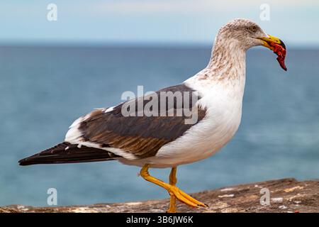 Jeune mouette du Pacifique avec morceau de viande dans son bec, plumage blanc, brun tacheté sur la tête, ailes et dos foncés, bec jaune très épais, jour nuageux à Ba Banque D'Images