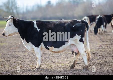 Une vache avec une grosse mamelle se tient dans un champ. La vache est entourée d'autres vaches Banque D'Images